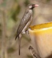 /album/photogallery/greater-honeyguide-brufoot-2-jpg/